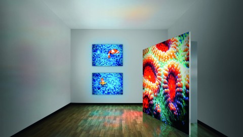 LED-Leuchtbilder mit Korallenmotiv – kreative Wandgestaltung für Ausstellungen Mehrere LED-Leuchtbilder mit buntem Korallen- und Unterwasser-Motiv in einem Ausstellungsraum